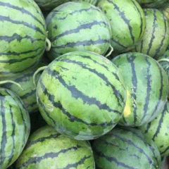 大棚甜王西瓜大量供应