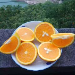 夏橙产地直销