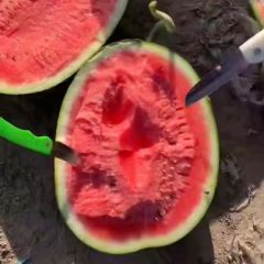 陕西西瓜行情·陕西西瓜批发报价