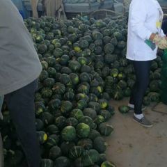 板栗南瓜大量上市，有花南瓜、有红南瓜、有灰南瓜、有丑南瓜，南瓜价格一