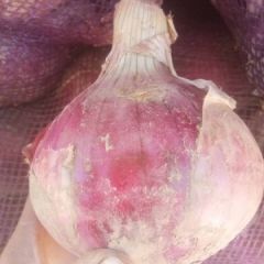 红皮洋葱大量供应中质量扛扛