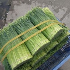 广东韭花韭苔九花四季供应