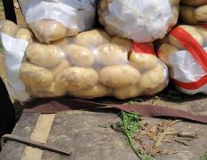 滕州市出售优质荷兰土豆