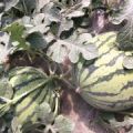 优质大棚西瓜现已大量上市。