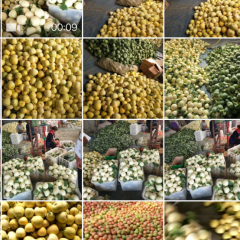 费县甜瓜大量上市。品种齐全。白圆瓜。绿宝石。星甜20。羊角蜜。博洋8