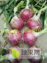 陕西三原县：红皮洋葱以大量上市
