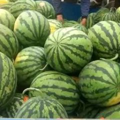 陕西甜王西瓜供应甜王西瓜价格