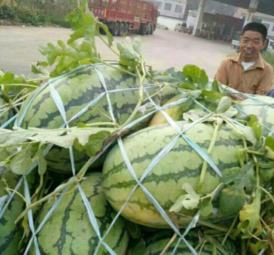 冠龙价格