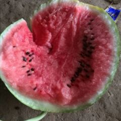 湖南君山8424西瓜 种植面积大约五千亩！