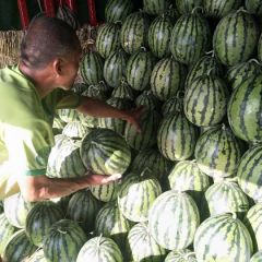 又大又甜的甜王西瓜，1.2元/斤，保质保量