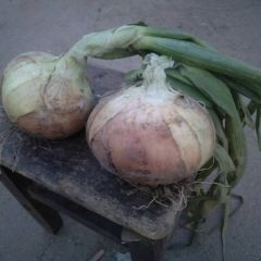 徐州丰县洋葱以大量上市