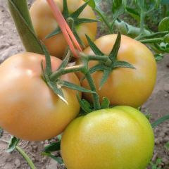 颜色亮，果型好看，运输方便