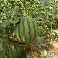 大棚 京欣西瓜大量供应！ 古马吊瓜热销！