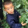 大兴庞各庄西瓜采摘园批发零售