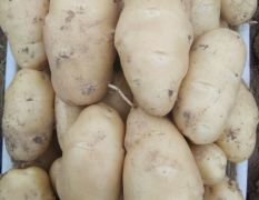 梁山优质土豆