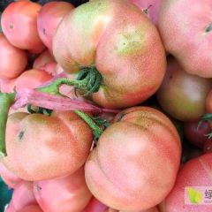 高温棚特色西红柿，露天白菜，土豆，欢迎订购