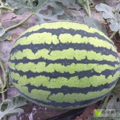 陕西甜王西瓜价格，京欣西瓜产地