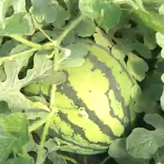 大量西瓜成熟，有需要的联系