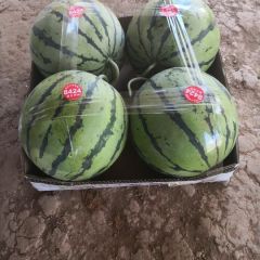 湖南岳阳市君山区是著名的玖甜麒麟西瓜种植基