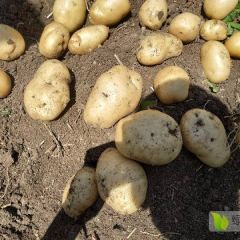 河南南阳大量土豆刚刚上市