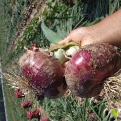 紫葱五百吨出售，四毛，七五起