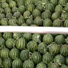 专业码瓜团队贵州阿东