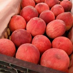 陕西620，脆密王，北京八号，夏之梦，颜川红，715,毛桃大量供应中