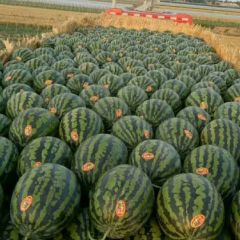 甜王西瓜 陕西西瓜批发价格