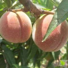 湖北宜城市毛桃大量上市中，欢迎老板前来收购。