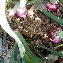 定州市紫皮洋葱马上上市。寻求有合作意向的老板