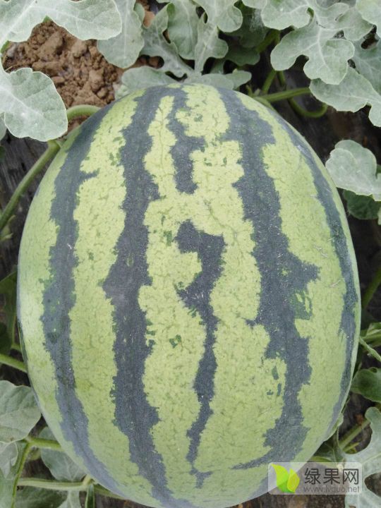 甜王系列价格
