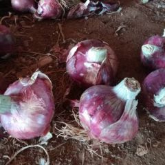 安丘红皮洋葱上市