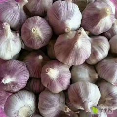 山东金乡杂交蒜专业代收--代销--代存