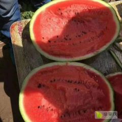 清苑甜王大量上市