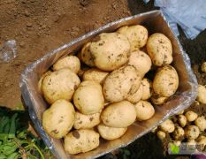 玉田早大白土豆在唐庄开始大量上市