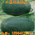 山东省济南附近大量西瓜成熟上市