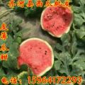 山东省齐河县西瓜种植基地 西瓜批发多少钱一斤