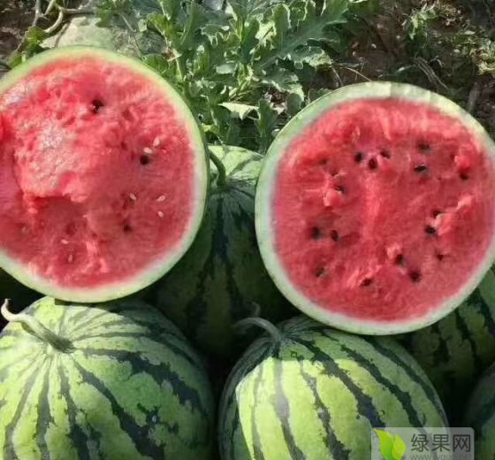 2019年河南通许麒麟西瓜价格