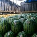 保定大棚甜王大量上市中口感好价格合理