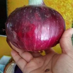 洋葱，紫的二红，现有太货在售