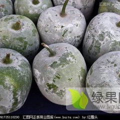 万亩大棚小冬瓜急售！！！