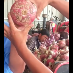 2019通许洋葱收购工作全面开展