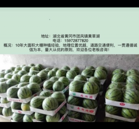 麒麟西瓜价格