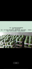 湖北省黄冈市美都麒麟西瓜，需要的老板联系