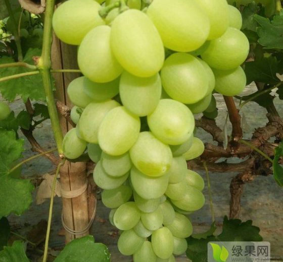 2019年河北饶阳维多利亚价格