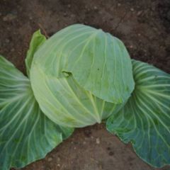 湖北新包菜❤️❤️❤️❤️