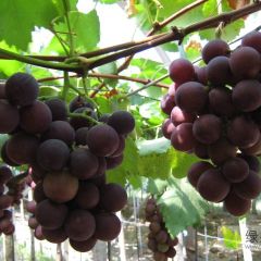 浙江巨峰大量接单中 真正的好货 杭州湾大棚