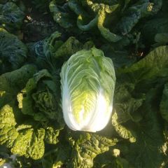 玉田大白菜大量供应中