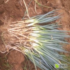 河南省南阳市新野县超级晚抽大量上市