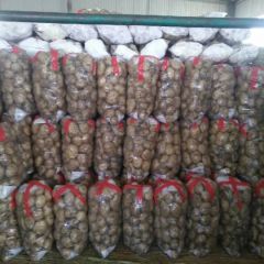 出售早大白土豆，荷兰系列土豆